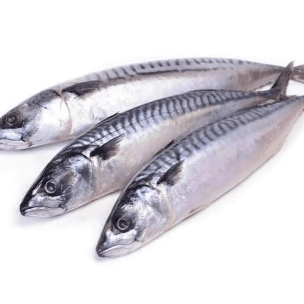Mackerel Fish - Pack of 3